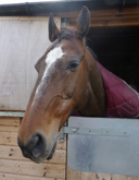 Horse 'Louis'